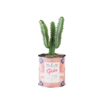 Piantina Gioia Rosa
