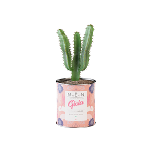 Piantina Gioia Rosa